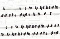 Music of the pigeons