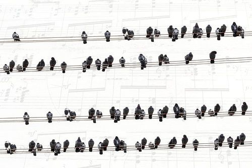 Music of the pigeons