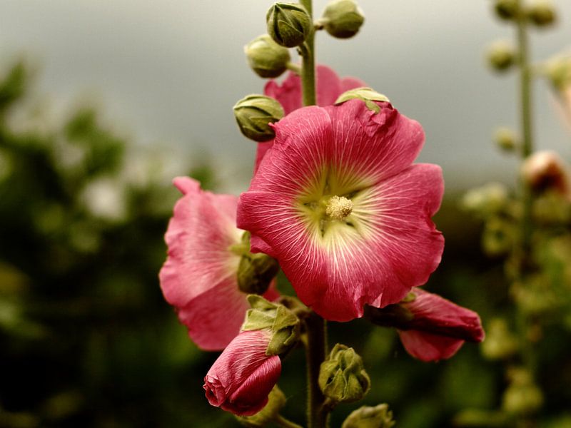 sierbloemen van Rob Kuijper