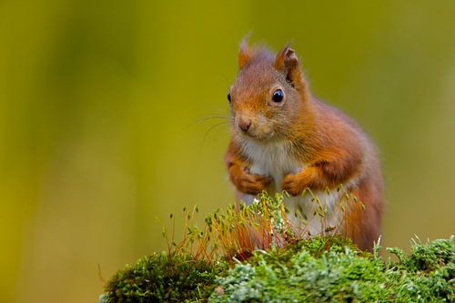 Red squirrel