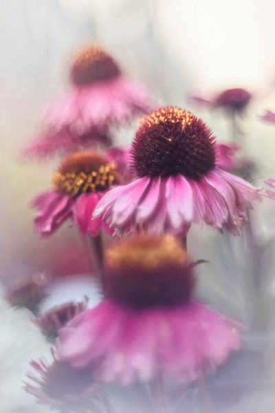 Echinacea purpurea atmosphérique par Bob Daalder