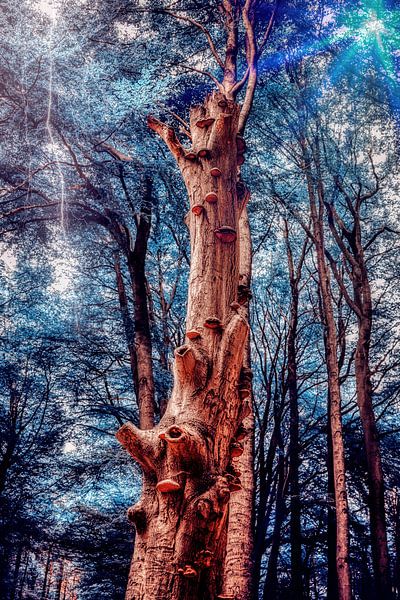 Bancs elfes par Liberty Biesma
