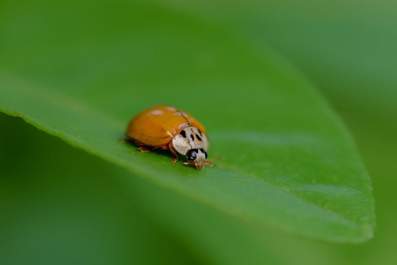 Ladybug by Kim de Been