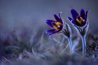 Fleurs de Pasque