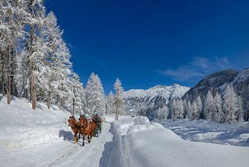 Paarden slee in het zwaar besneeuwde Roseg dal, Pontresina, Oberengadin, Zwitserland van Rene van der Meer