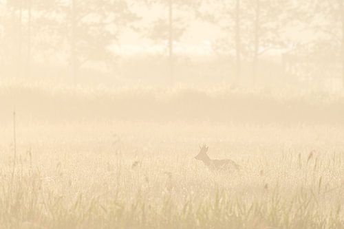 Ree in ochtendnevel