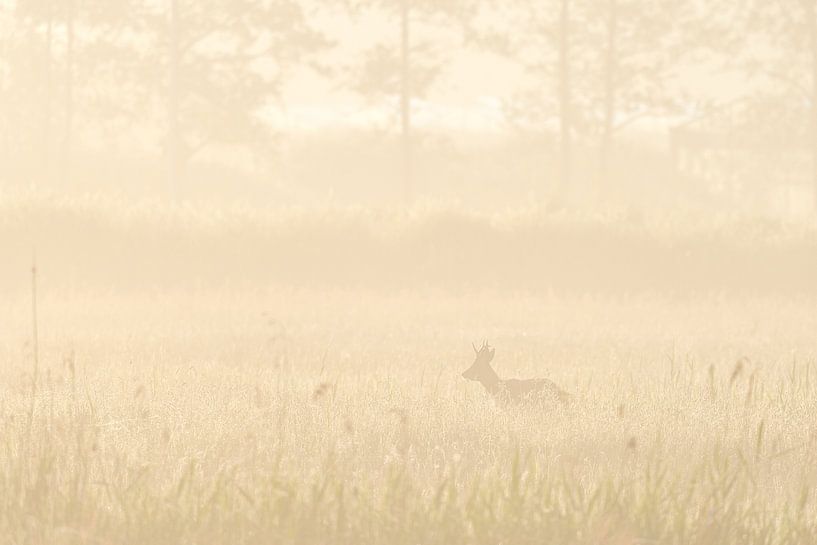 Ree in morning mist by Gert Hartman