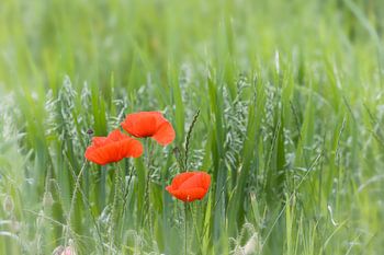 Mohnblumen in Kornfeld