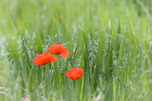 Poppies in a cornfield