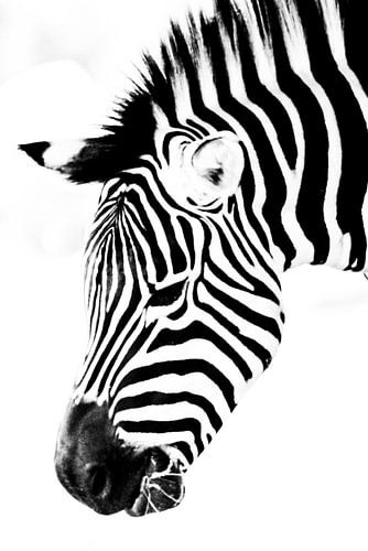 Zebra hoofd tot het minimum beperkt