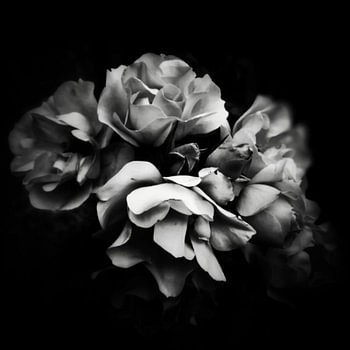 Velvet Roses