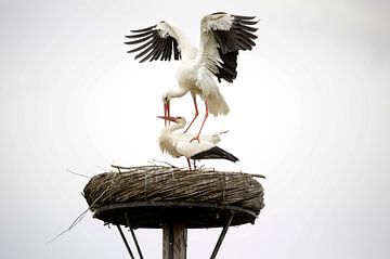 Storks on the nest by Frank Smedts
