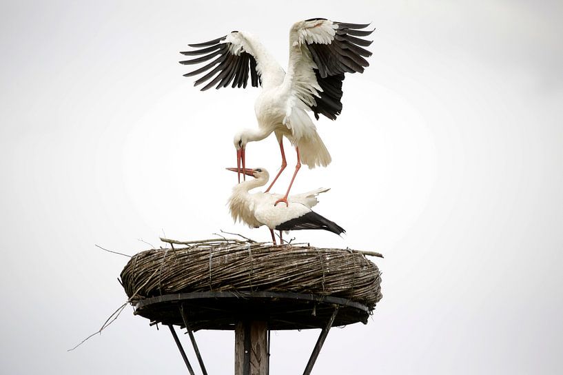 Ooievaars op het nest van Frank Smedts