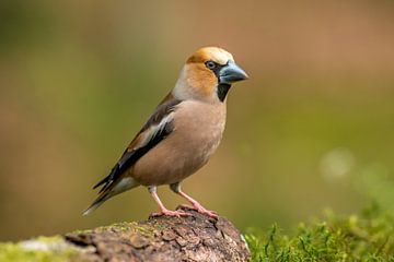 Apple Finch by Harry Punter