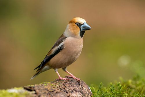 Appelvink