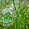 Bubble Between Grass Halms by Iris Holzer Richardson