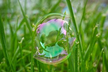 Bubbel tussen grashalmen van Iris Holzer Richardson
