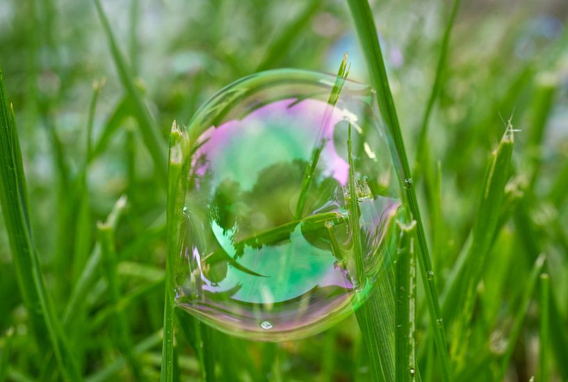 Blase zwischen Grashälmchen von Iris Holzer Richardson