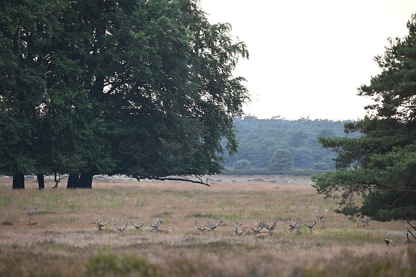 Edelherten herkauwen in alle rust van A Rap