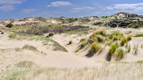 dune in the landscape along the Dutch coast