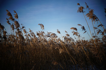 Reeds