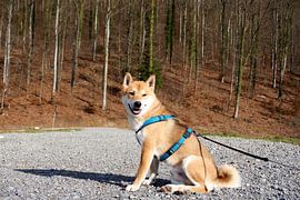 Lächelnder roter Shiba Inu posiert vor einem Wald von creativcontent
