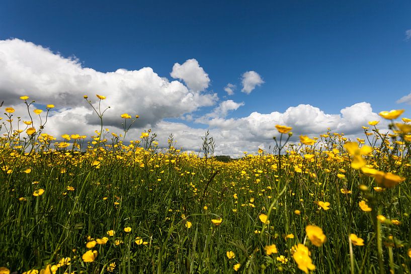 Buttercup field by Ron ter Burg