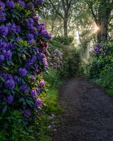 Zonnester Rhododendron (formaat 4:5)