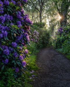 Zonnester Rhododendron (formaat 4:5)