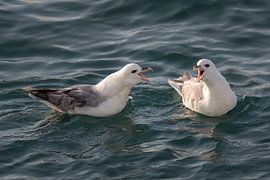 Zwei Eissturmvögel kämpfen mit dem Schnabel von Anges van der Logt