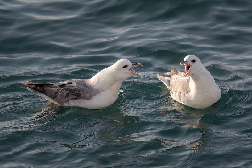 Two fulmars have a beak fight by Anges van der Logt