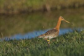 De oudste geringde grutto von Remco de Vries