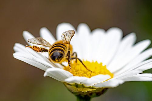 De bij verzot op de margriet