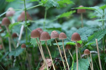 Mushrooms village by Chantal Elsinga