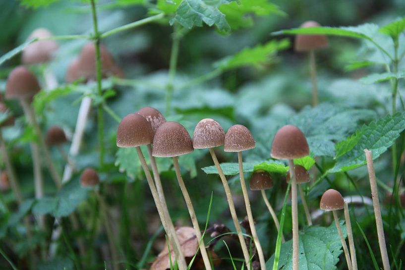 Paddenstoelen dorp van Chantal Elsinga