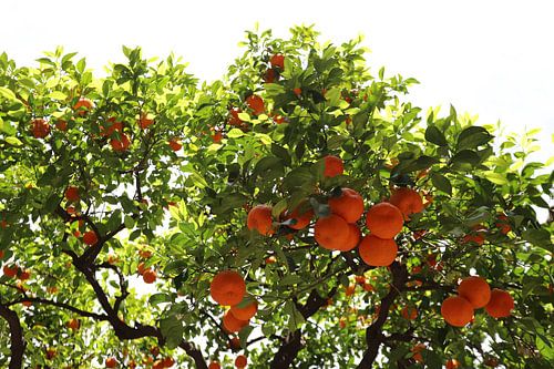 Mandarijnen in Sevilla