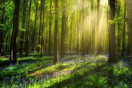 Hallerbos Belgien April 2025
