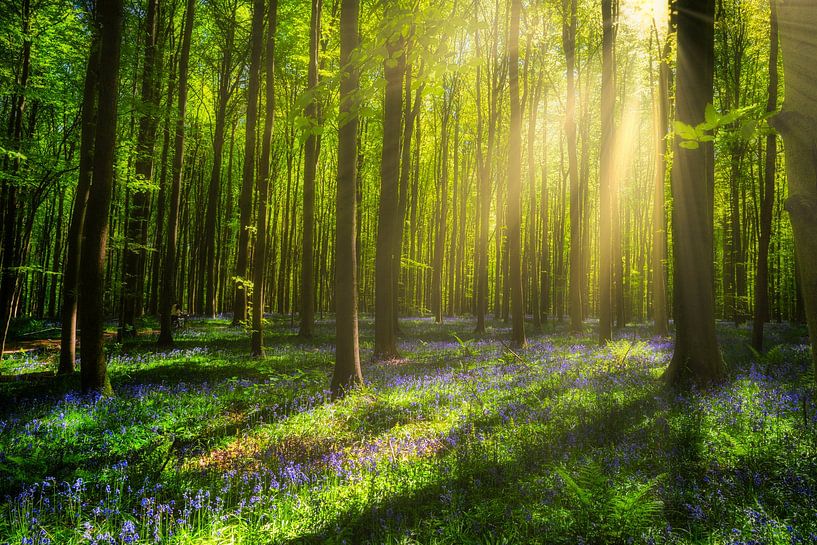 Hallerbos Belgie april 2025 van Egon Zitter