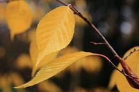 takje met geel blad