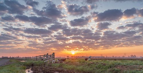 Schapen tijdens Zonsopkomst tussen de schapenwolken in het polderlandschap