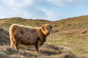 Highlander-Birnenraum Texel von Texel360Fotografie Richard Heerschap