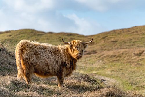 Hooglander bollenkamer Texel