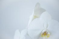 Orchidee van Marieke Feenstra thumbnail