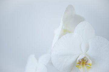 Orchidee van Marieke Feenstra