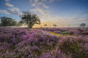 Bloeiende heide aan de Zuiderheide van Original Mostert Photography