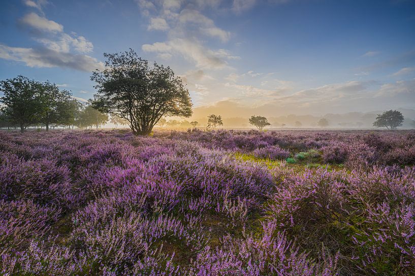 Blühendes Heidekraut auf der Zuiderheide von Original Mostert Photography