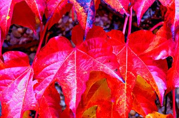 Rode herfst van Leopold Brix