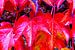 Roter Herbst von Leopold Brix