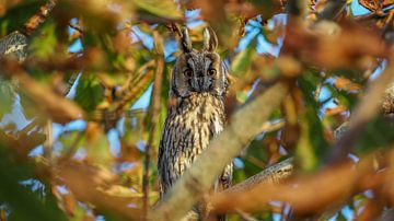 long-eared owl by stephan berendsen