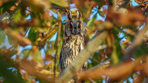 long-eared owl